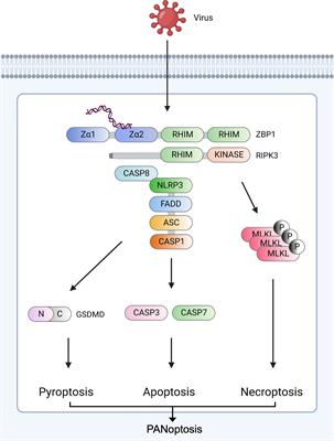 Recent advances in ZBP1-derived PANoptosis against viral infections